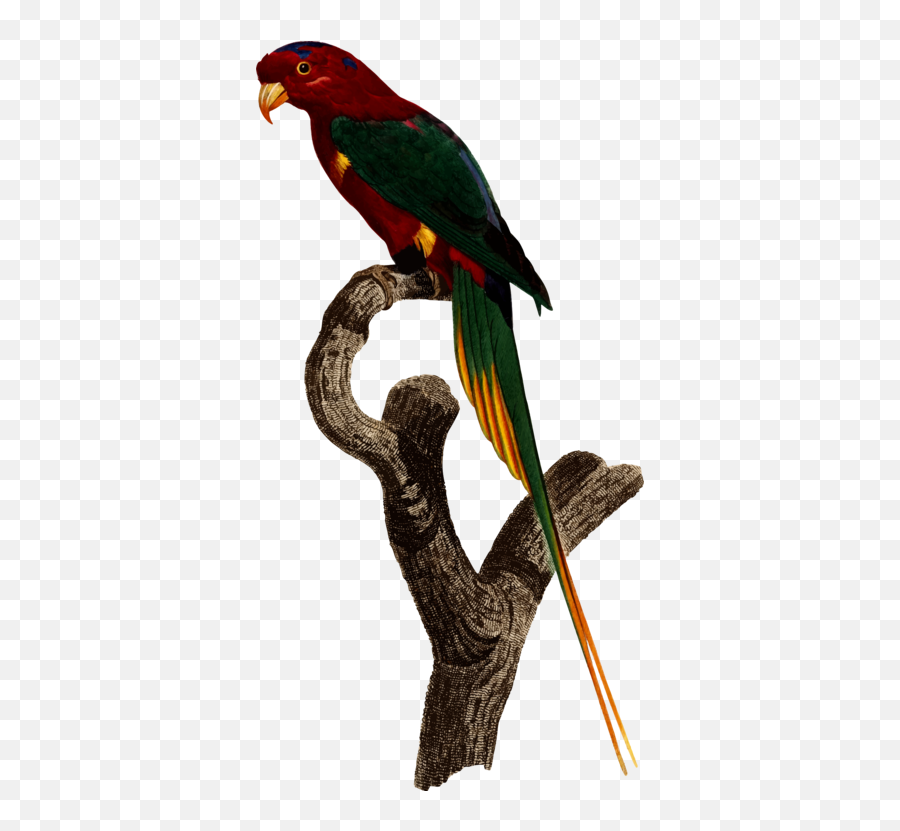Macaw Parrot Bird Png Clipart - Superb Parrot Png,Macaw Png