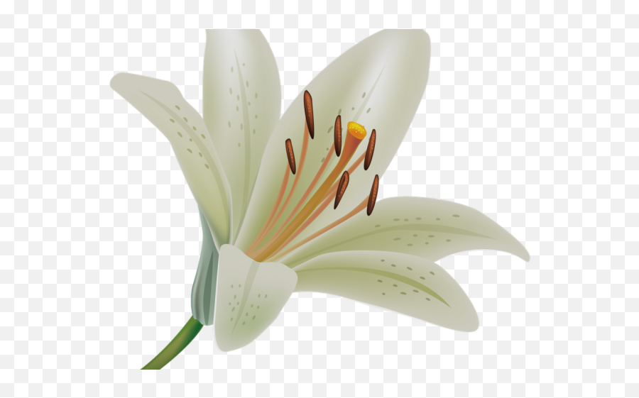 Download Calla Lily Clipart Potluck - Transparent A Lily Png Lily Flower White Background,Calla Lily Png