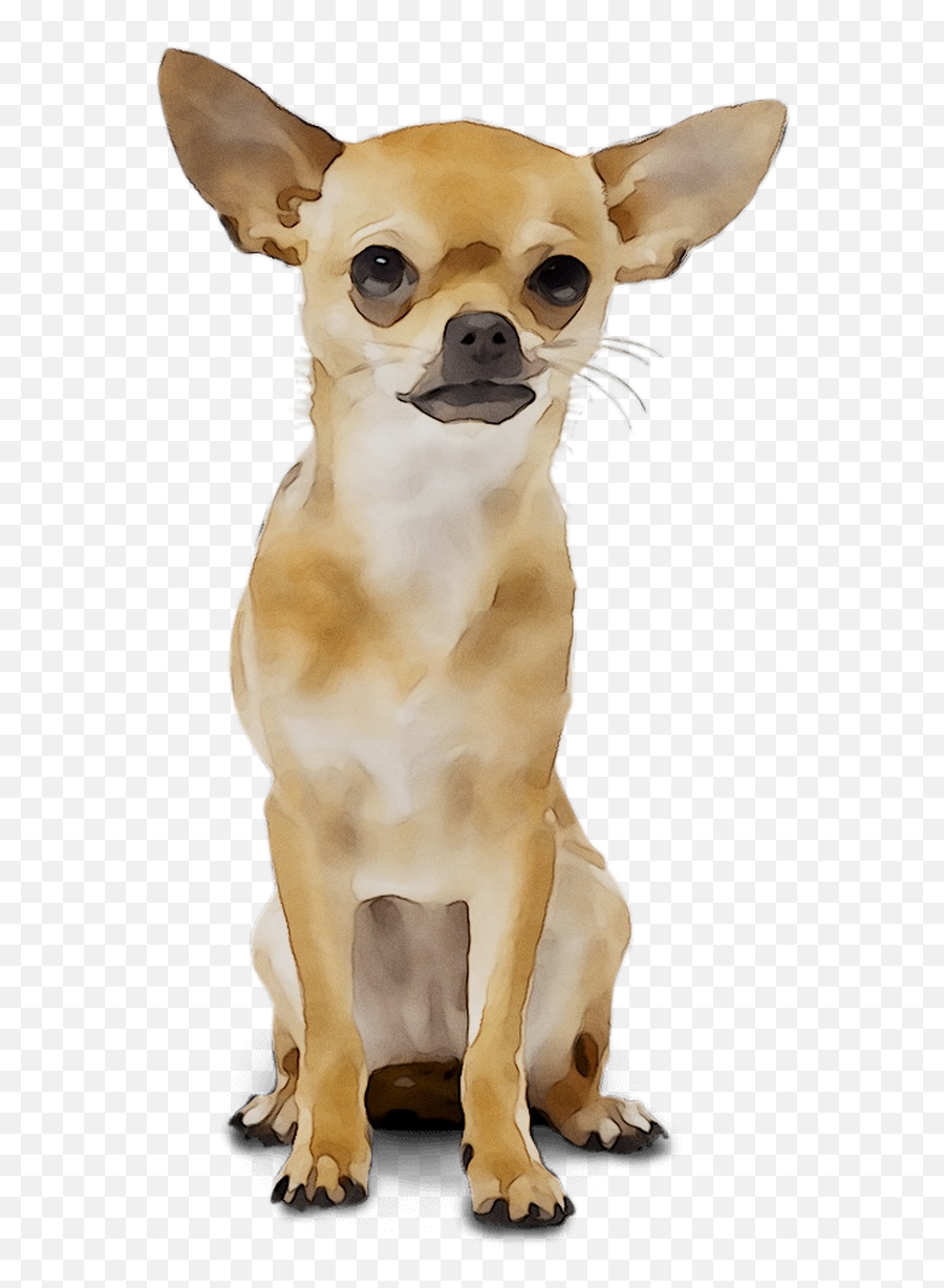 Download Chihuahua Russkiy Breed Dog Toy Wedding Organizer - Transparent Chihuahua Png,Dog Toy Png