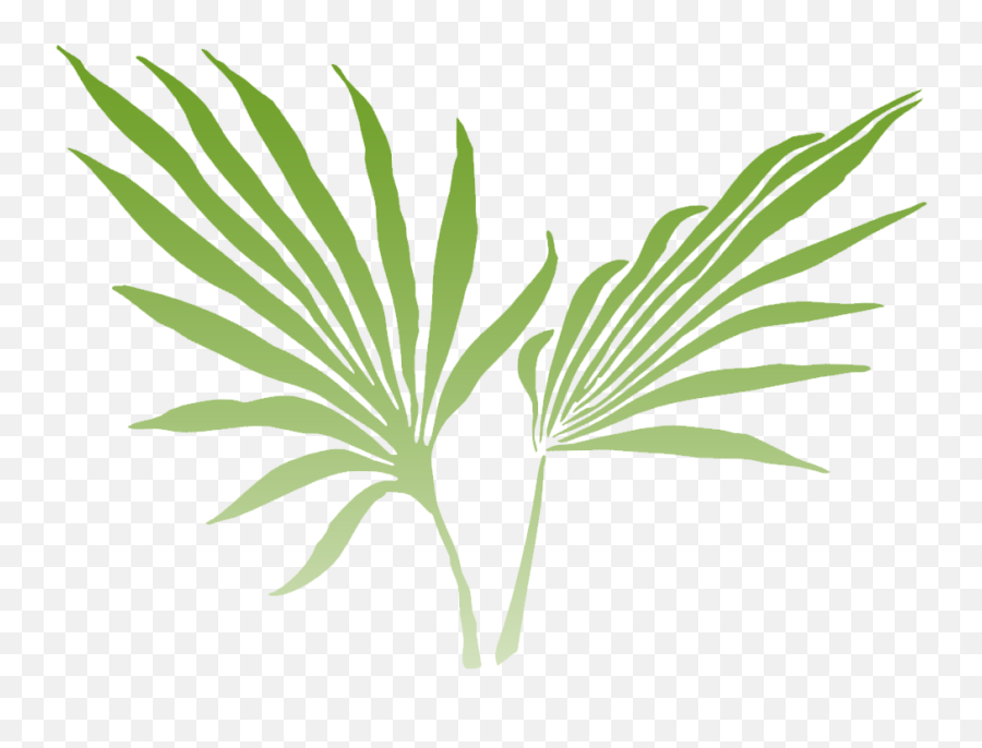 Download Of The Lush Rainforest And Offers Stunning Views - Palm Frond Clip Art Png,Palm Fronds Png