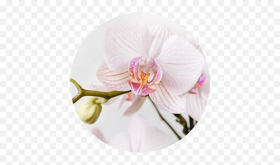 Sundance Orchids U0026 Bromeliads - Orchids Png,Orchids Png