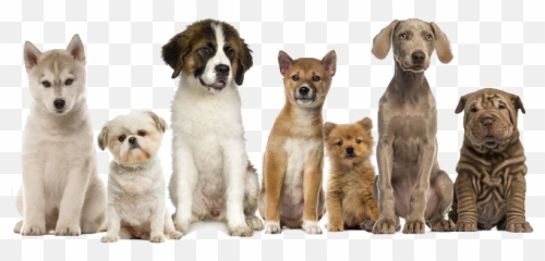 Arizona Pet Waste Removal Dog Poop - Dogs In A Row Png,Dog Poop Png