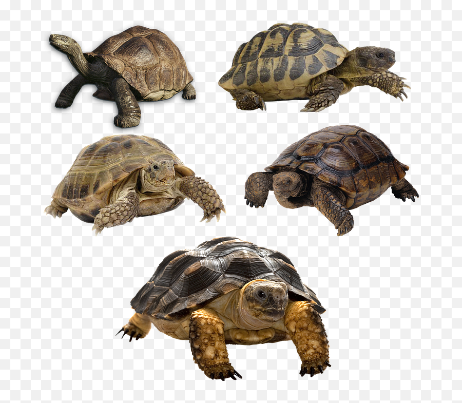Turtle Isolated Tortoise Panzer - Transparent Background Turtle Png,Transparent Backgrounds