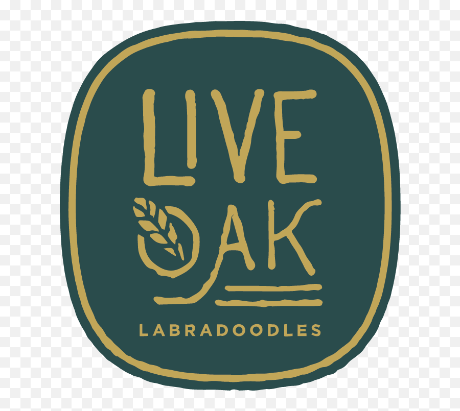 Live Oak Labradoodles Authentic Multi - Sunrise Arabian Beach Resort Png,Live Oak Png
