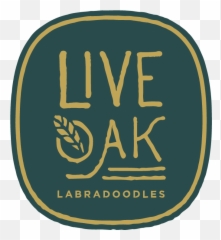 Live Oak Labradoodles Authentic Multi - Sunrise Arabian Beach Resort Png,Live Oak Png