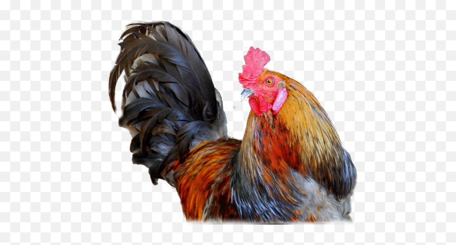 Cock Png Hd - Transparent Rooster Png,Cockatiel Icon