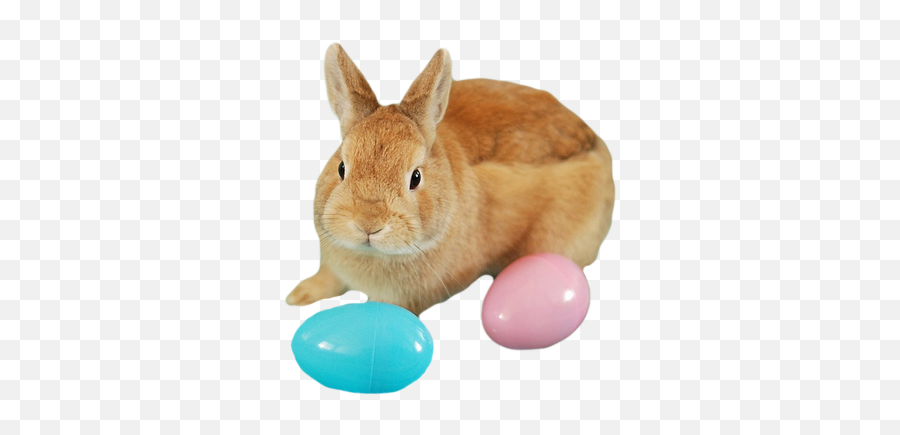 Bunny Transparent Wwwpixsharkcom Images Png Easter