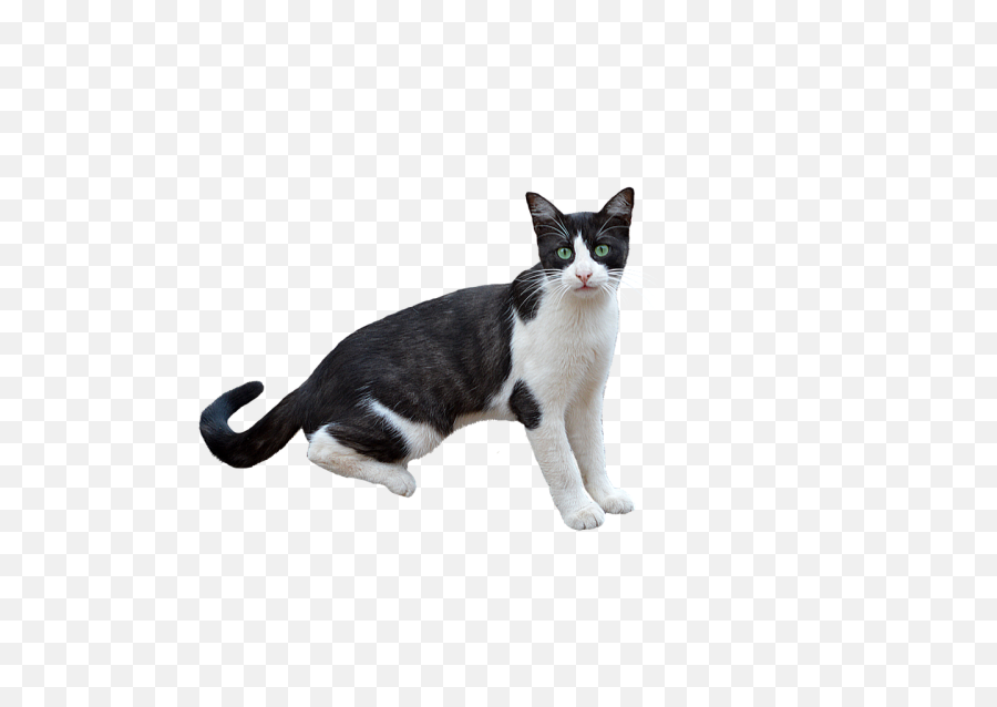 Clipcookdiarynet - Drawn Cat Transparent Background 26 Png,Cat With Transparent Background
