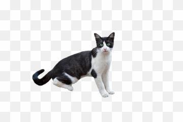 Clipcookdiarynet - Drawn Cat transparent background 26 png