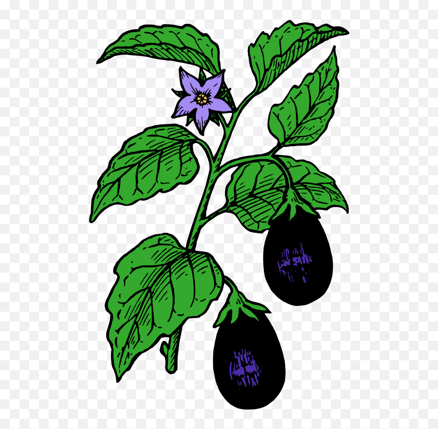 Download Eggplant Parmigiana Lasagne Tomato Drawing - Sketch Of Brinjal Plant Png,Eggplant Transparent