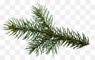 Winter Clip Art - Branche De Sapin Noel Gif Png,Greenery Png