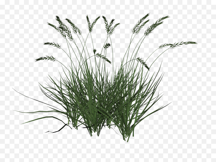 Cespugli Psd Vettoriale Vectorhqcom - Free Png Image Tall Grass Transparent Background,Wild Grass Png