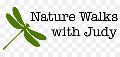 Home - Nature Walks with Judy png