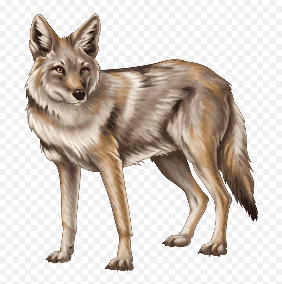 Coywolf Png Images Transparent Background Play - Coyote Png,Jackal Icon