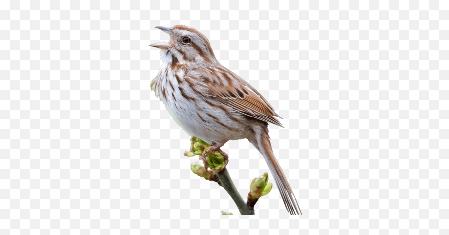Sparrow Png Images - Sparrow Png,Sparrow Png