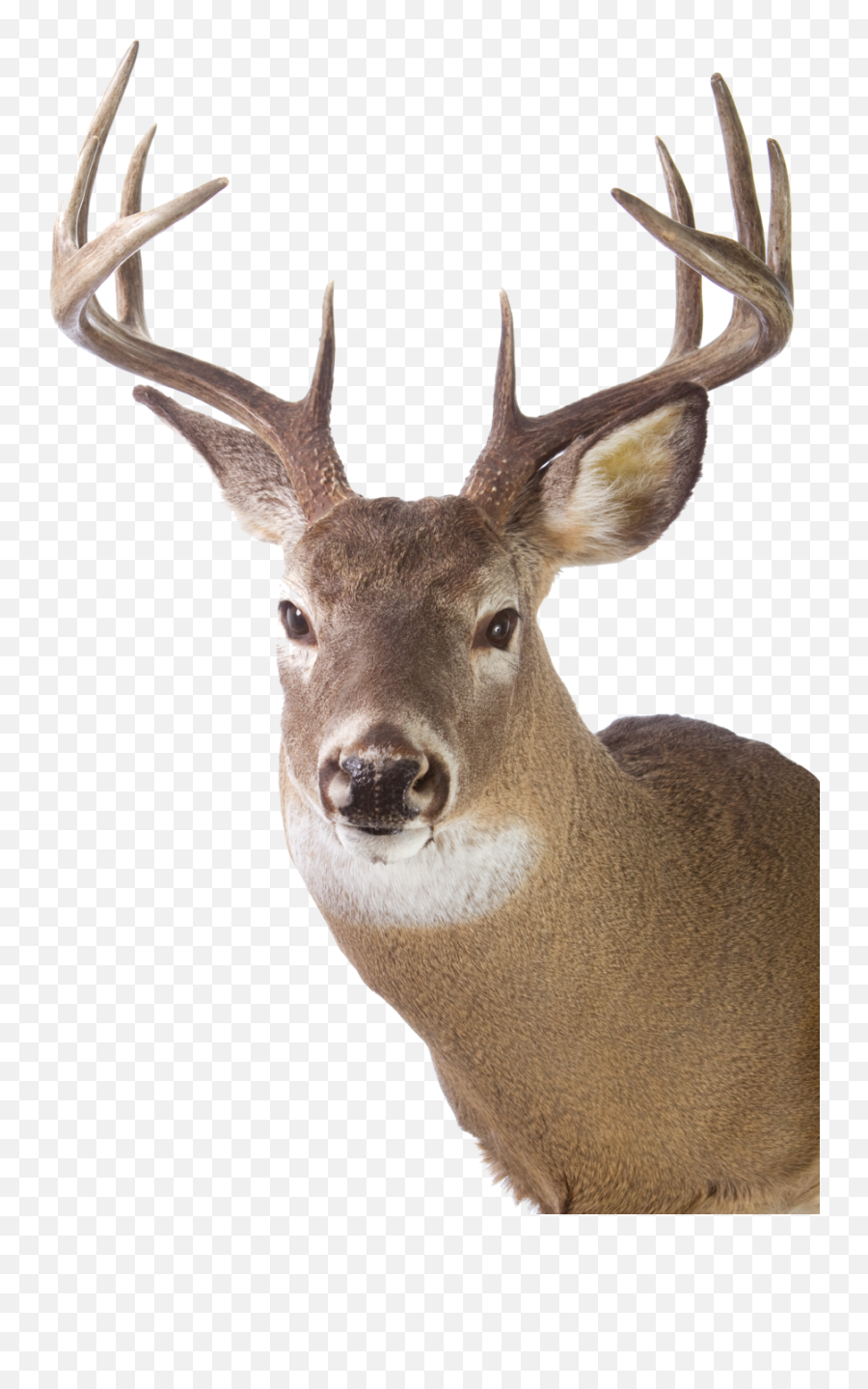 Cape Cod Game U2014 Goose Hummock Shops Png Deer