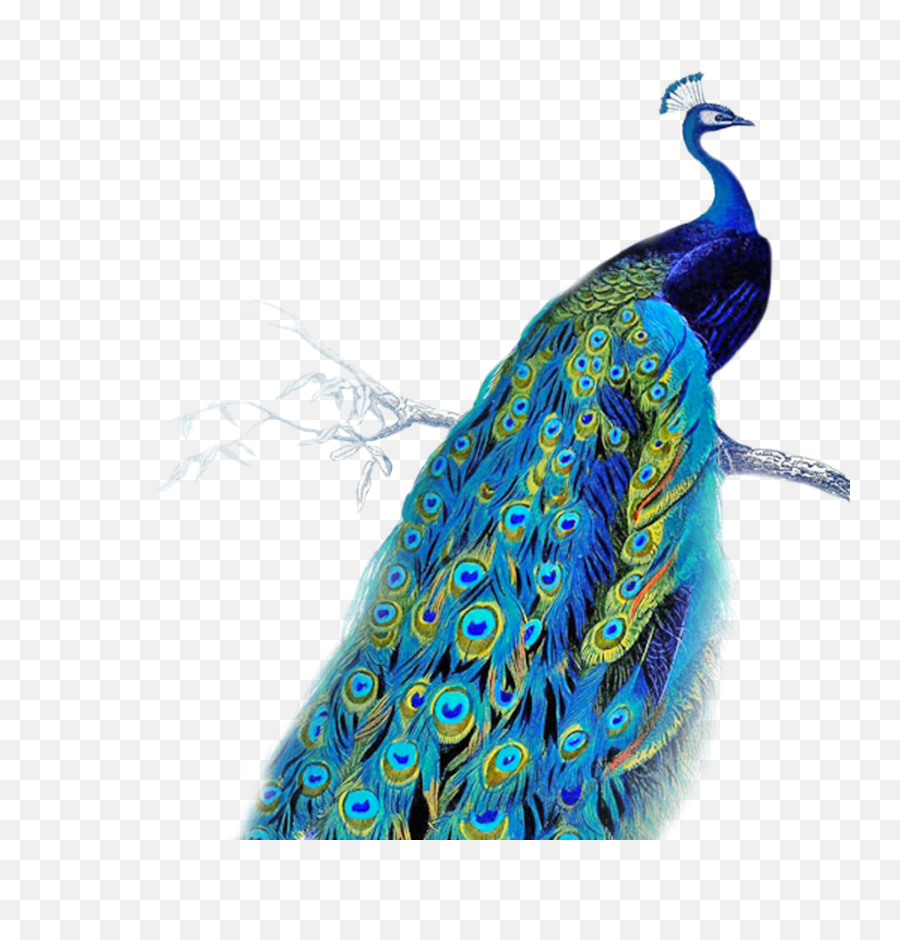 Facing Peacock - Transparent Background Peacock Clipart Png,Peacock Png