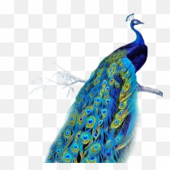 Facing Peacock - Transparent Background Peacock Clipart Png,Peacock Png