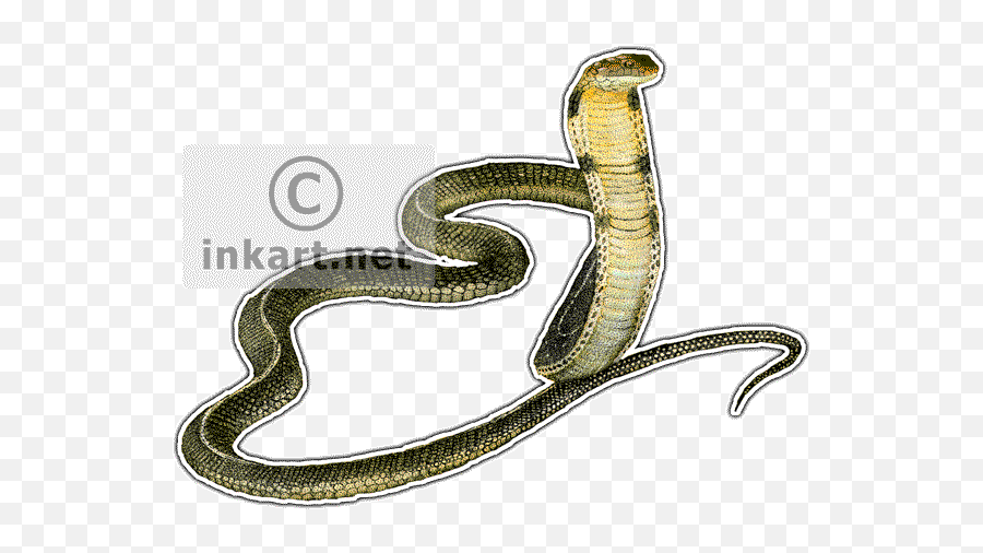 Download Hd King Cobra Decal - King Cobra Throw Blanket Drawing Png,King Cobra Png