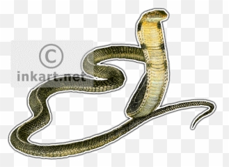Download Hd King Cobra Decal - King Cobra Throw Blanket Drawing Png,King Cobra Png