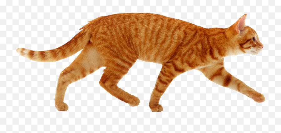 The Newest Tabby Stickers - Cat Walk Png,Orange Cat Png