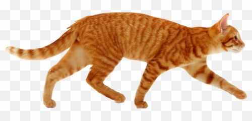 The Newest Tabby Stickers - Cat Walk Png,Orange Cat Png