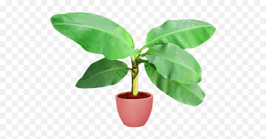 Banana Tree Vector Image Png - Flowerpot,Plant Transparent Background