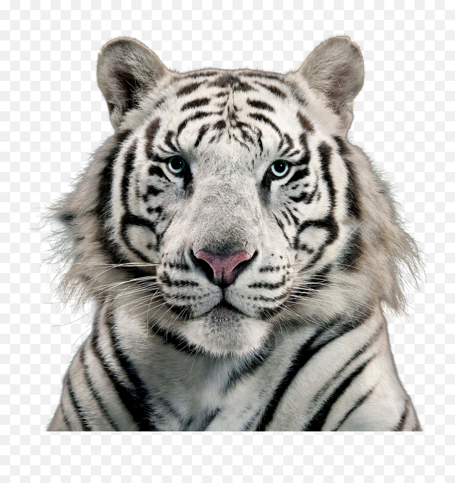 Download White Tiger Png Image For Free - Logo White Tiger Png,Tiger Transparent