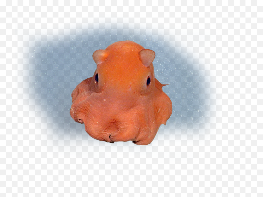 Flapjack Octopus - Flapjack Octopus Png Download Wallpapers Dumbo Octopus Transparent Background,Octopus Png