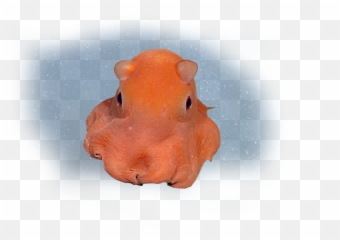 Flapjack Octopus - Png Download Wallpapers Dumbo Transparent Background