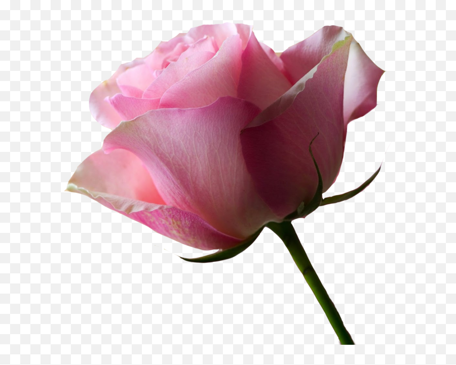 No Background Pink Rose X 2 By - Beautiful Picture No Background Png,Pink Rose Transparent Background