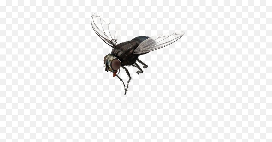 Fly Png Transparent File - Fly Png Free Download,Fly Png