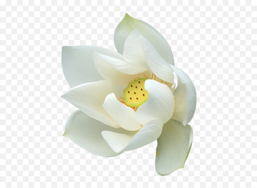 Download Free Png Background - Lotustransparentflower White Lotus Png,Lotus Transparent