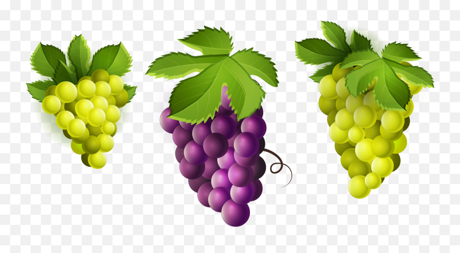 Grape Transparent Plant Png - Grapes Fruit Clipart Green Fruit Clipart,Grapes Transparent Background
