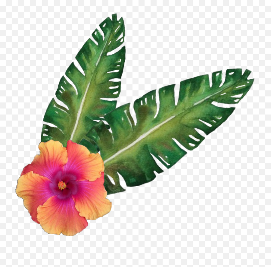 Hibiscus Flower Tropicalflower Sticker - Shoeblackplant Png,Tropical Flower Png