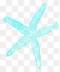 Starfish - Fish Clip Art Png,Starfish Transparent Background