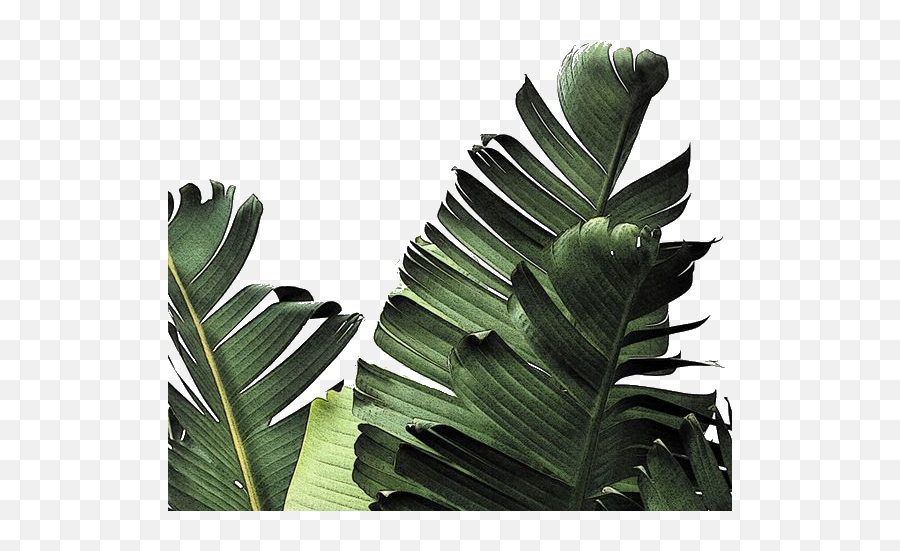 Palm Fronds - Tropical Leaves Wallpaper Iphone Hd Png Real Tropical Leaves Png,Palm Fronds Png