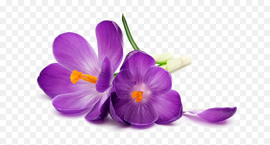 Purple Flowers Png Image Transparent - Purple Flower Transparent Png,Lilac Png
