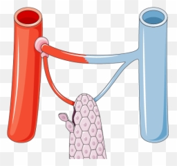 Capillary Compartment - Vertical Png,Veins Png
