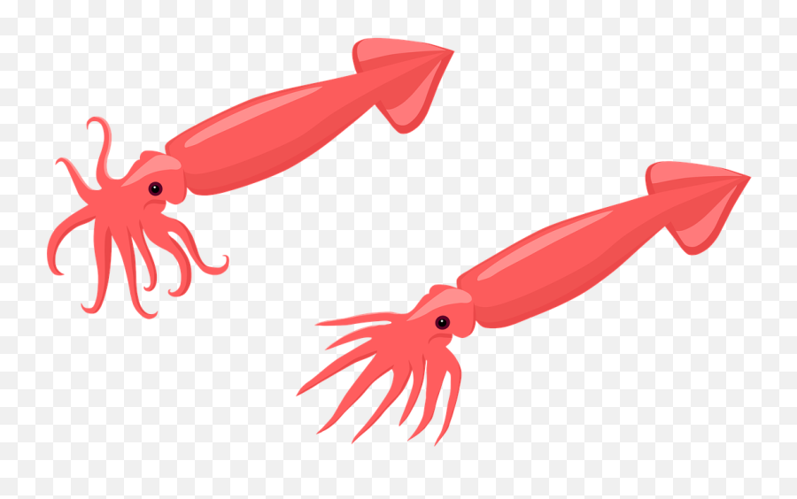 Squid Octopus Tentacles - Free Image On Pixabay Gambar Cumi Animasi Png,Tentacles Transparent