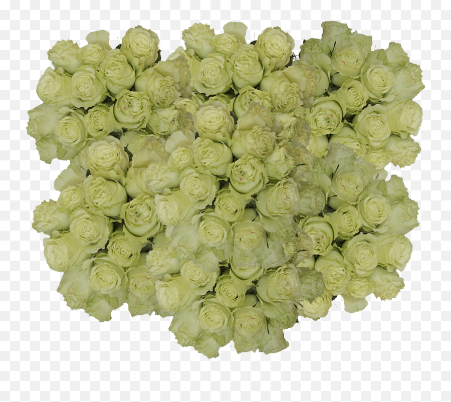 250 Stems Of Lemon Green Limonada Roses - Beautiful Fresh Cut Flowers Express Delivery Walmartcom Soft Png,Green And Yellow Flower Logo