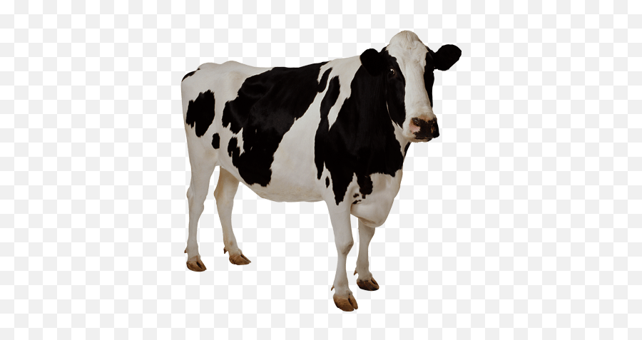 Transparent Cow Free Download - Cow Transparent Background Png,Transparent Backgrounds