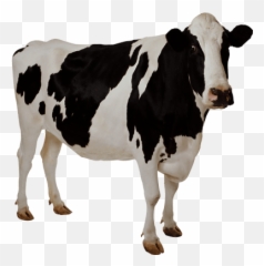 Transparent Cow Free Download - Background png