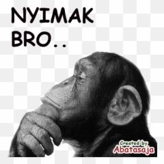 Stiker Monkey Lucu Wastickerapps - Google Play Funny Philosopher png