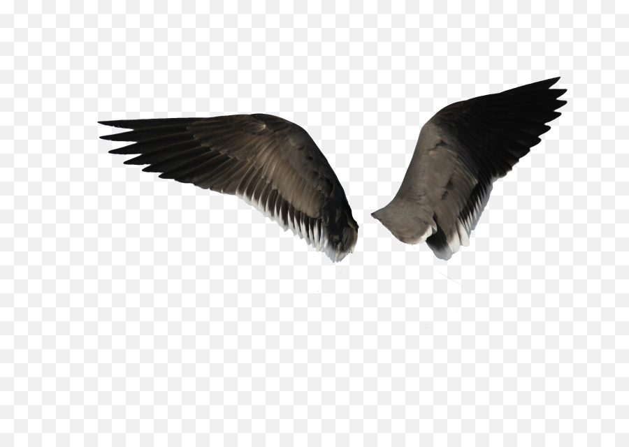 Download Black Wings Png Image For Free