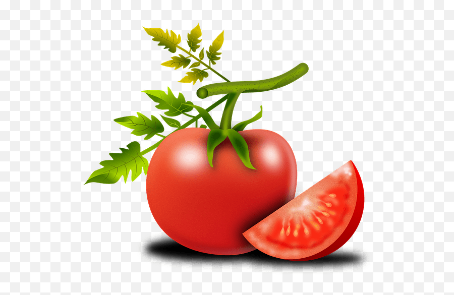 Growing The Ace 55 Tomato Determinate From Seed To Harvest Png Icon