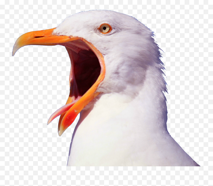 Gallery - Screaming Seagull Png,Seagull Png