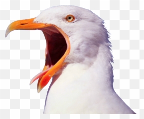 Gallery - Screaming Seagull Png,Seagull Png