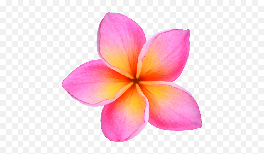 Download Free Png Cropped - Plumeriafaviconhawaiipng Maui Tropische Blume,Hawaiian Flowers Png
