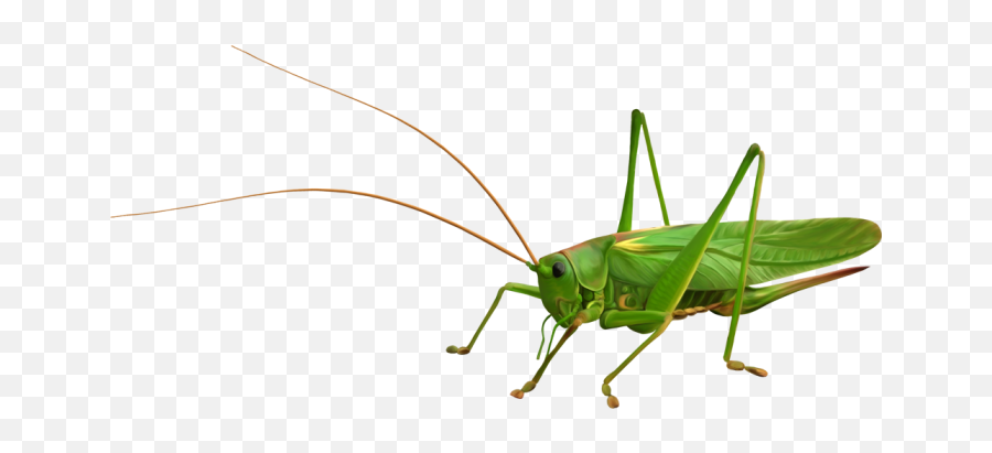 Grasshopper Png - Grasshopper Png,Grasshopper Png